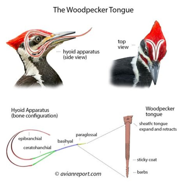 What are the adaptation of a woodpecker?