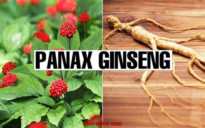 What are the benefits of taking Panax ginseng?