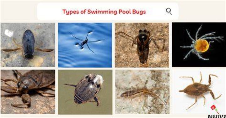 What are the little bugs that swim in the pool?
