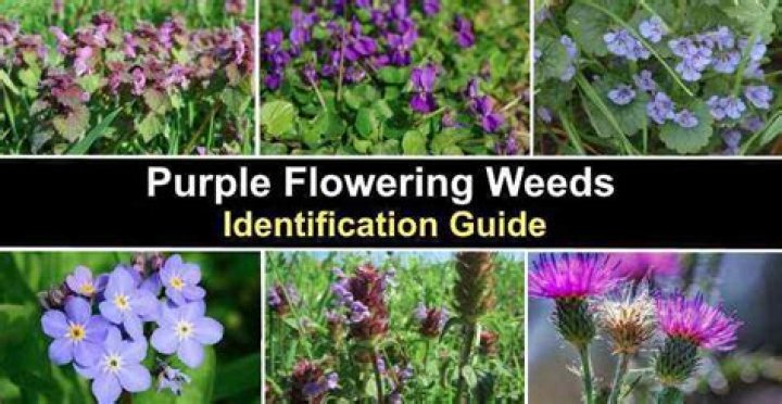 What are the purple flowers in my field?