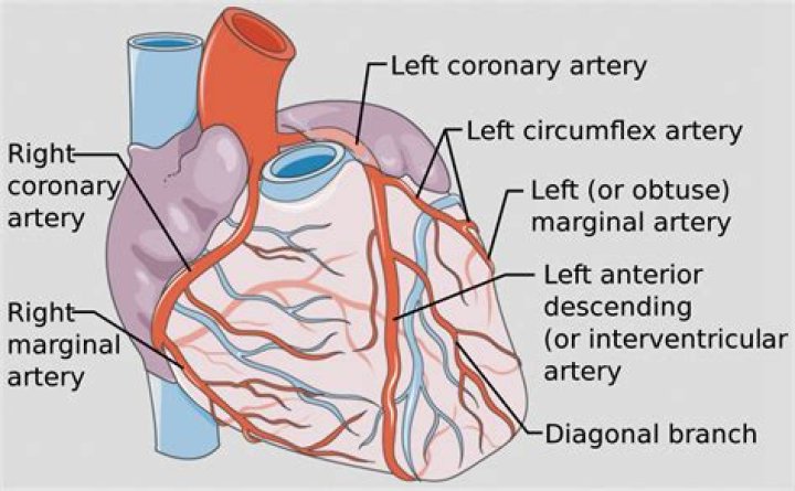 What are the right and left coronary arteries branches of?