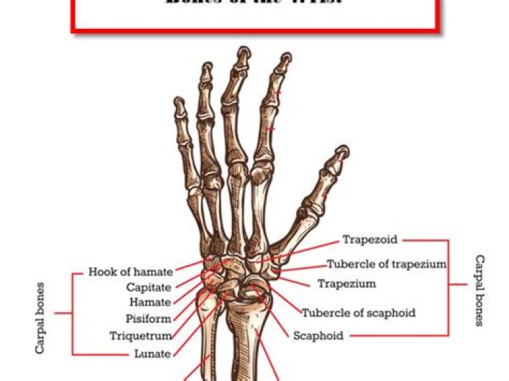What are the sits bone?