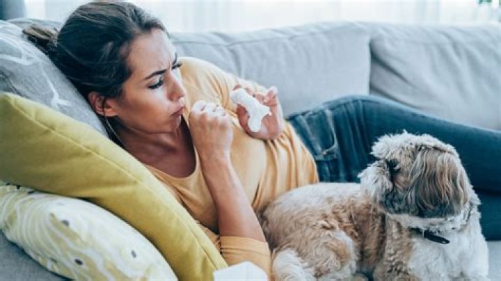 What are the symptoms of kennel cough in humans?