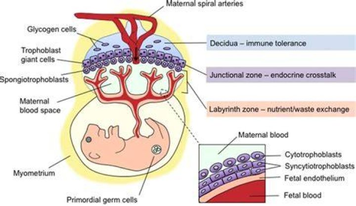 What are trophoblast giant cells?