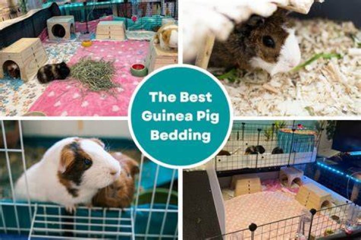 What bedding is best for guinea pigs?