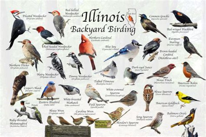 What birds are in Illinois right now?