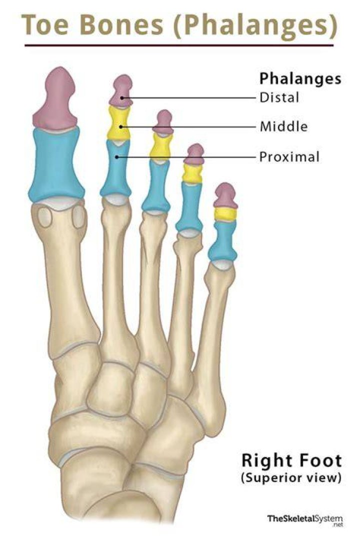 What bone is the phalanges?