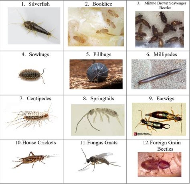 What bugs are hatching now in Michigan?