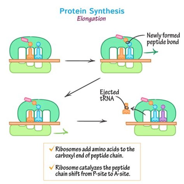 What catalyzes protein synthesis?