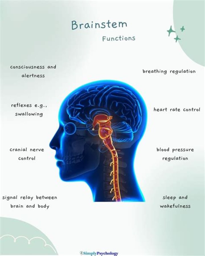 What controls breathing heartbeat and other important functions?