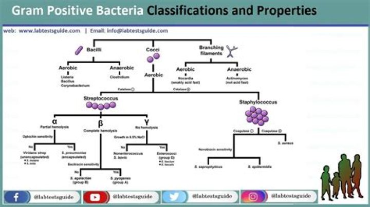 What diseases are caused by gram-positive bacteria?