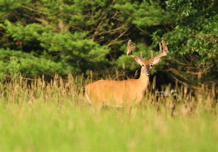 What do deer do during pre rut?