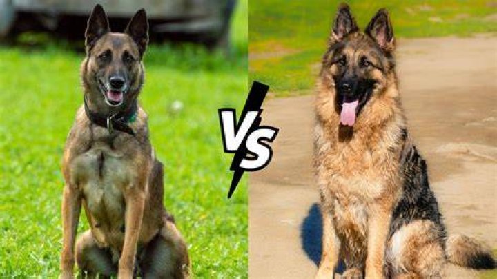 What do you call a Belgian Malinois mixed with a German shepherd?