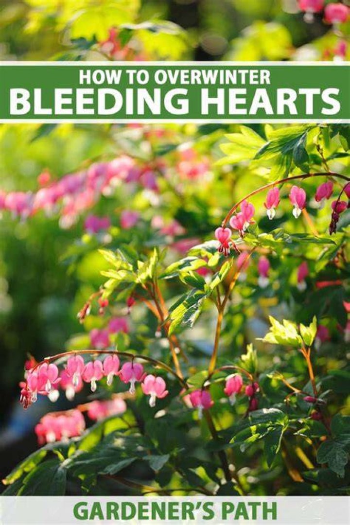 What do you do with bleeding hearts in the winter?