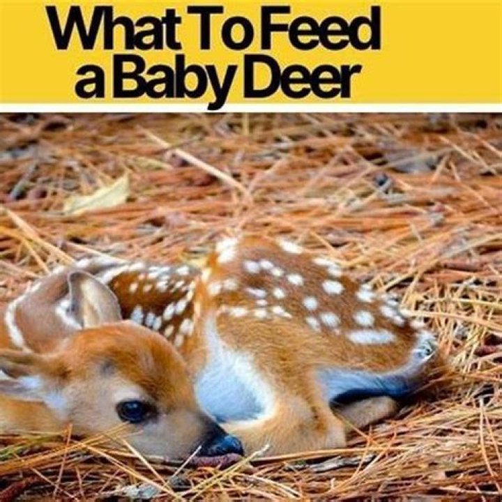 What do you feed a baby antelope?