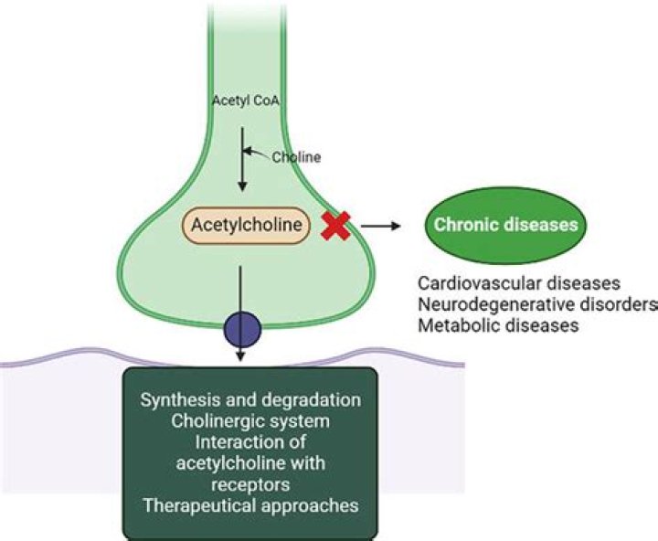 What does acetylcholinesterase inhibitor do?