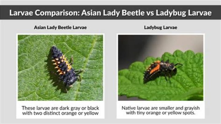 What does Asian lady beetle larvae look like?