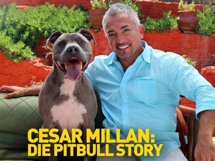 What does Cesar Millan say about pitbulls?