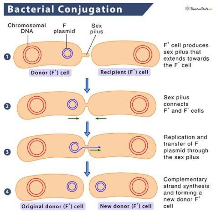 What does conjugation mean in biology?