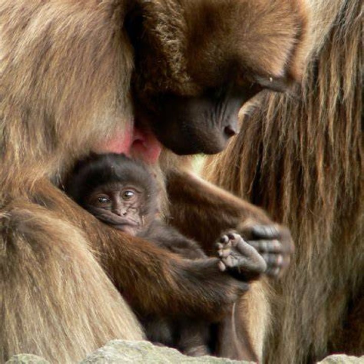 What does it mean if a monkey smiles at you?