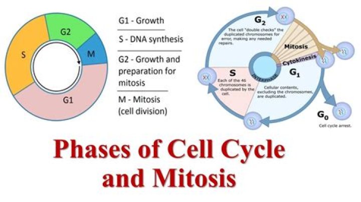 What does M phase include?