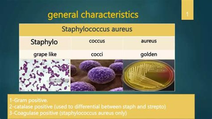 What does Staphylo refer to?