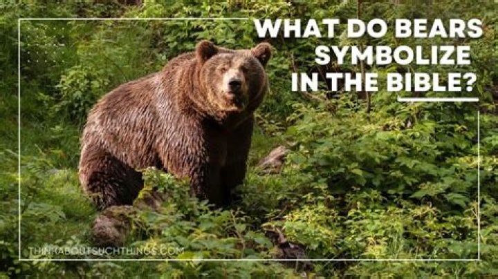 What does the Zuni bear symbolize?