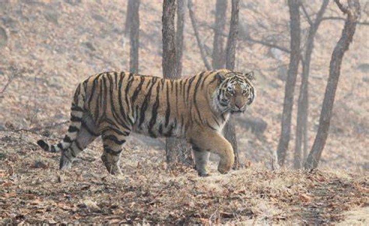 What does Tiger say about documentary?