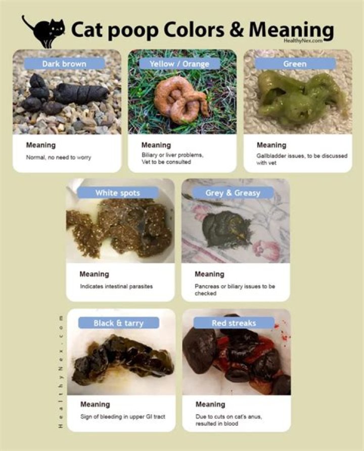 What does unhealthy cat poop look like?