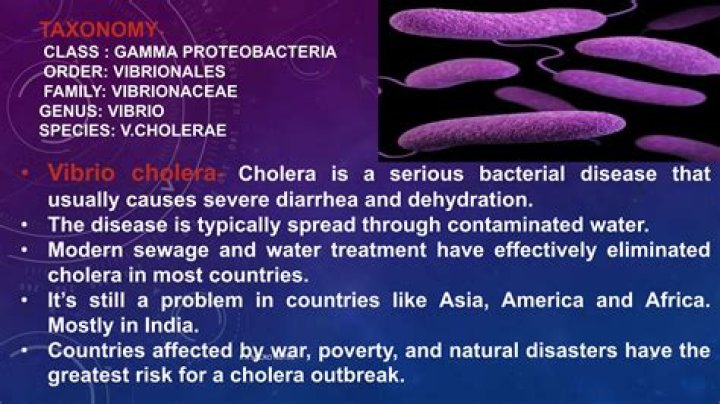 What does vibrio mean in Latin?