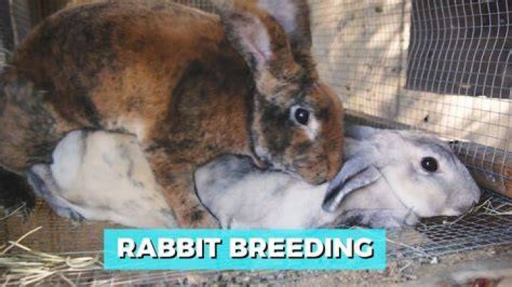 What does VM mean in rabbit breeding?