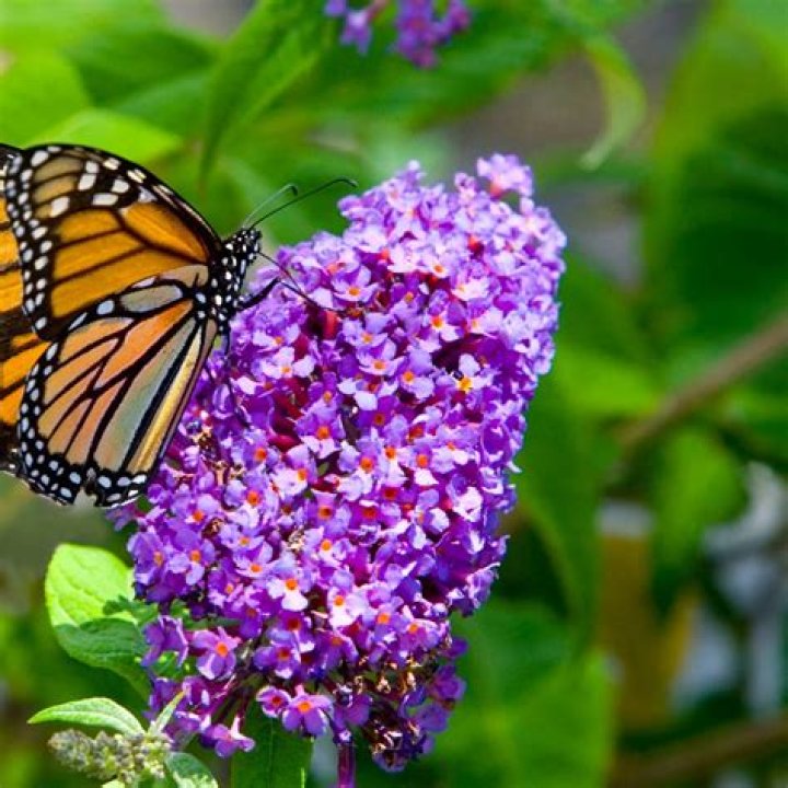 What insects are attracted to butterfly weed?