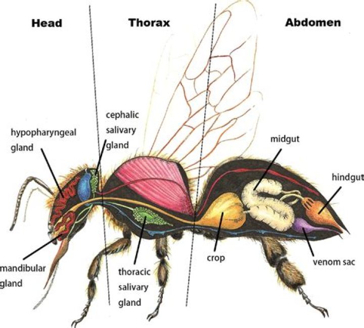What insects have a head thorax and abdomen?