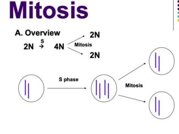 What is 2n and 4N in mitosis?