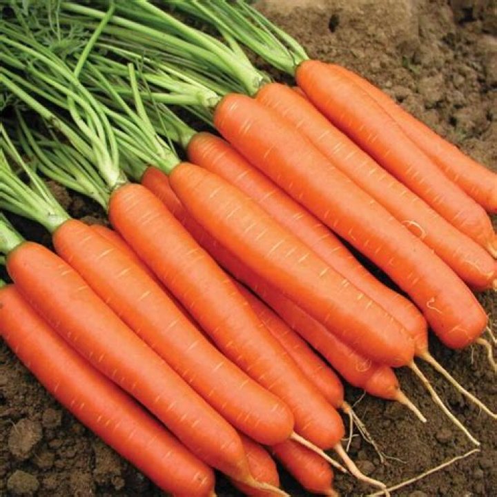 What is a Nantes type carrot?