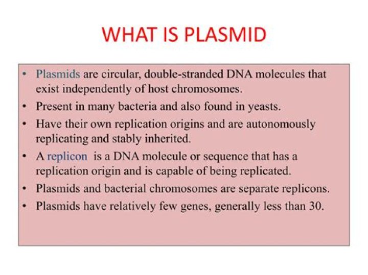What is a plasmid simple definition?