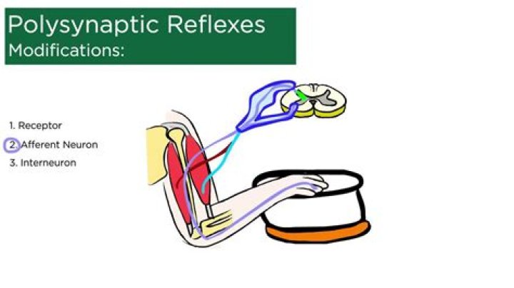 What is a Polysynaptic reflex?