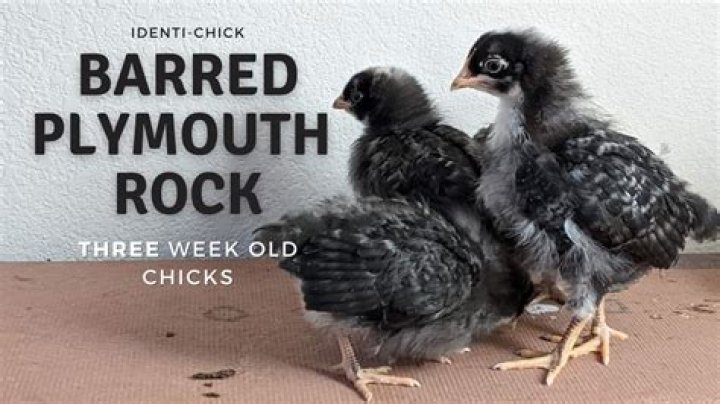 What is a rock chick look?