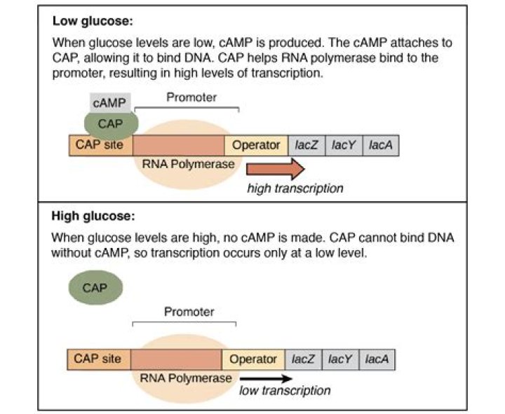 What is CAP How does CAP work AP biology?