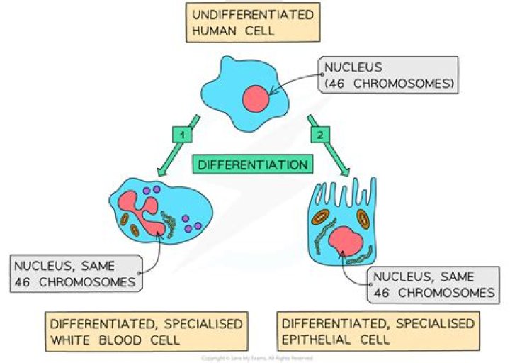 What is differentiation in biology?