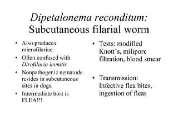 What is dipetalonema reconditum?