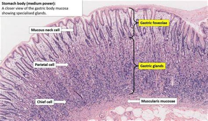 What is normal gastric mucosa?
