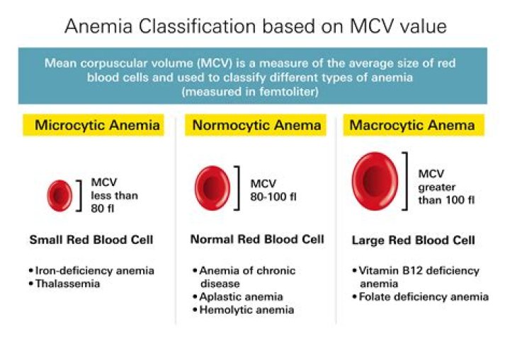 What is normal range of MCV?