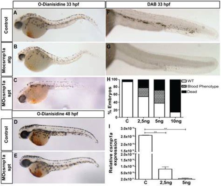 What is O-Dianisidine staining?