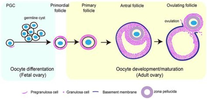 What is oocyte development?
