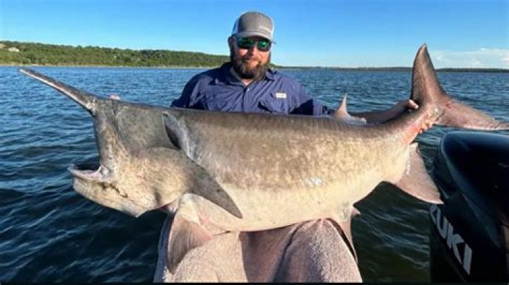What is paddlefish roe worth?