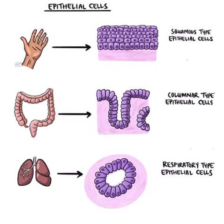 What is ST2 cells?