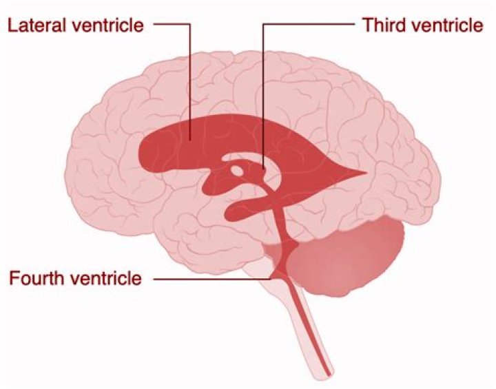 What is the 3rd ventricle of the brain?