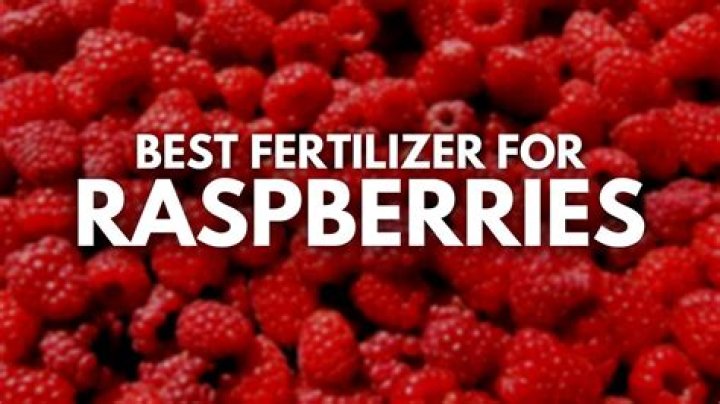 What is the best fertilizer for raspberries?