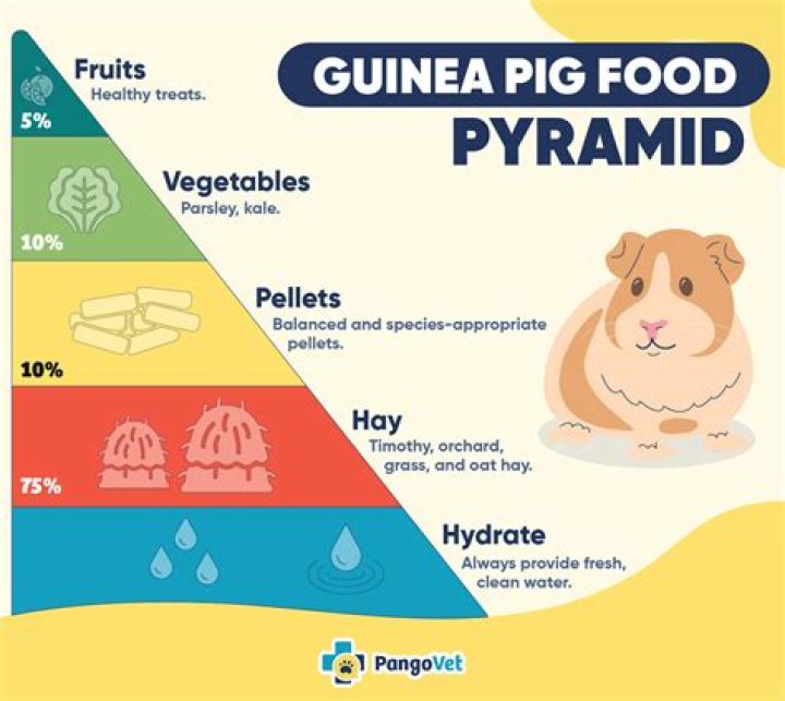 What is the best food to feed guinea pigs?